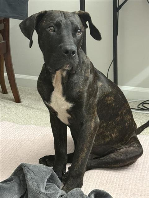 BOBO - Mastiff available for adoption