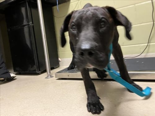 BOBO - Mastiff available for adoption