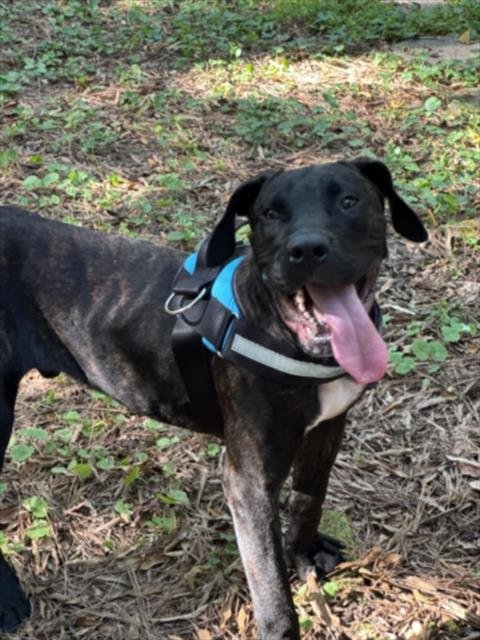 BOBO - Mastiff available for adoption