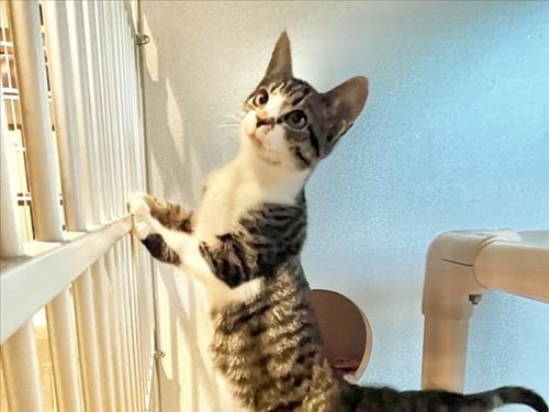 BONNIE - Domestic Short Hair available for adoption