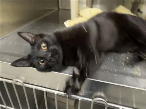 BIRD OF PARADISE - Domestic Short Hair available for adoption