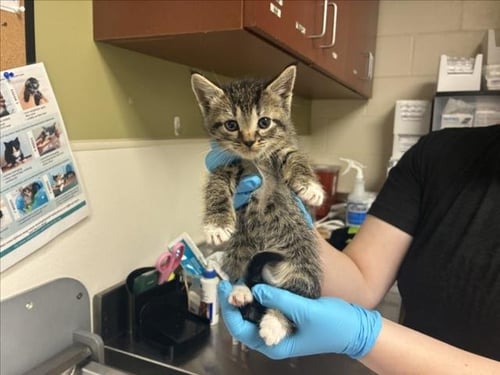 CERENIA - Domestic Short Hair available for adoption