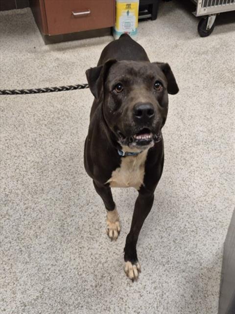 DRAGON - Pit Bull Terrier available for adoption