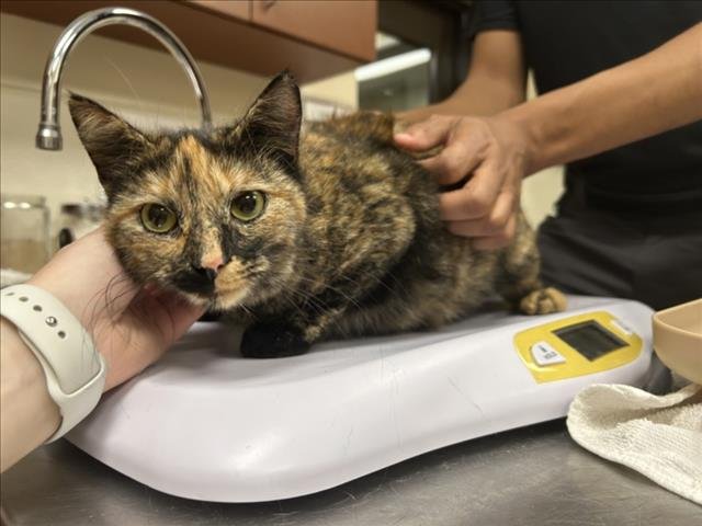 WILDER - Domestic Short Hair available for adoption