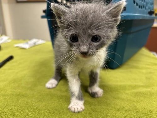 MAIZY - Domestic Short Hair available for adoption