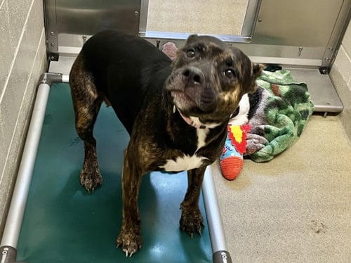 REBECCA - Pit Bull Terrier available for adoption