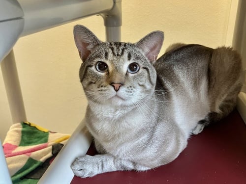 CHAOS - Domestic Short Hair available for adoption