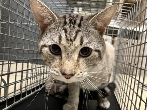 CHAOS - Domestic Short Hair available for adoption
