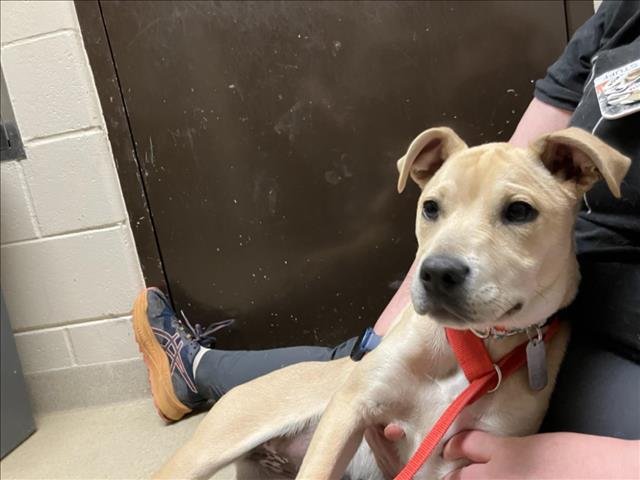 BLONDIE - Hound available for adoption