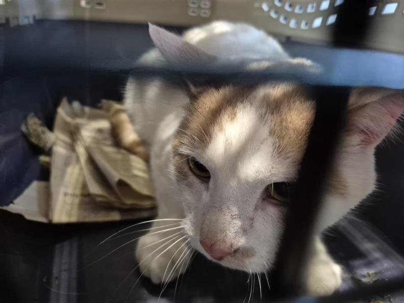 ALFREDO - Domestic Short Hair available for adoption