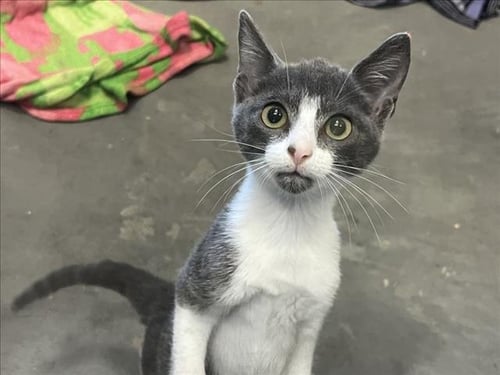 JEON - Domestic Short Hair available for adoption