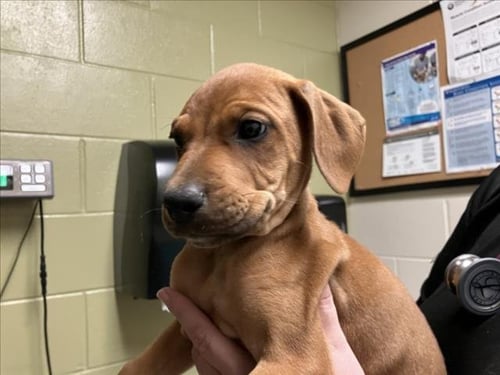 BUFFY - Boxer available for adoption