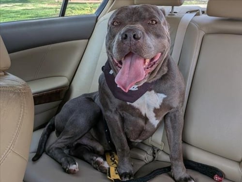 PEEWEE** - Pit Bull Terrier available for adoption