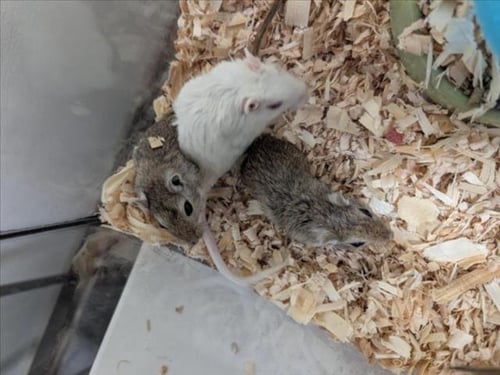 BETA - Gerbil available for adoption