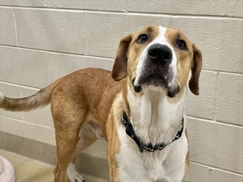 CANELO - Anatolian Shepherd available for adoption