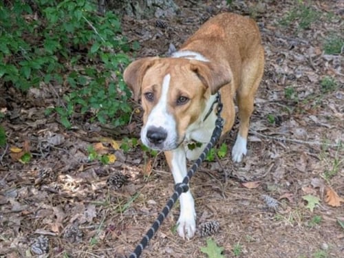 CANELO - Anatolian Shepherd available for adoption