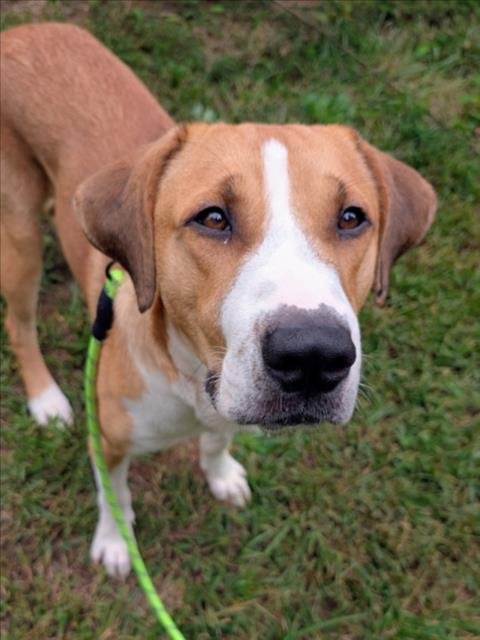 CANELO - Anatolian Shepherd available for adoption