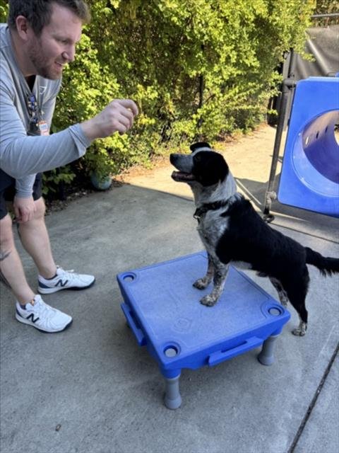 JOJO - Australian Cattle Dog/Blue Heeler available for adoption