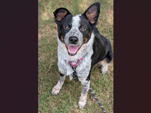 JOJO - Australian Cattle Dog/Blue Heeler available for adoption