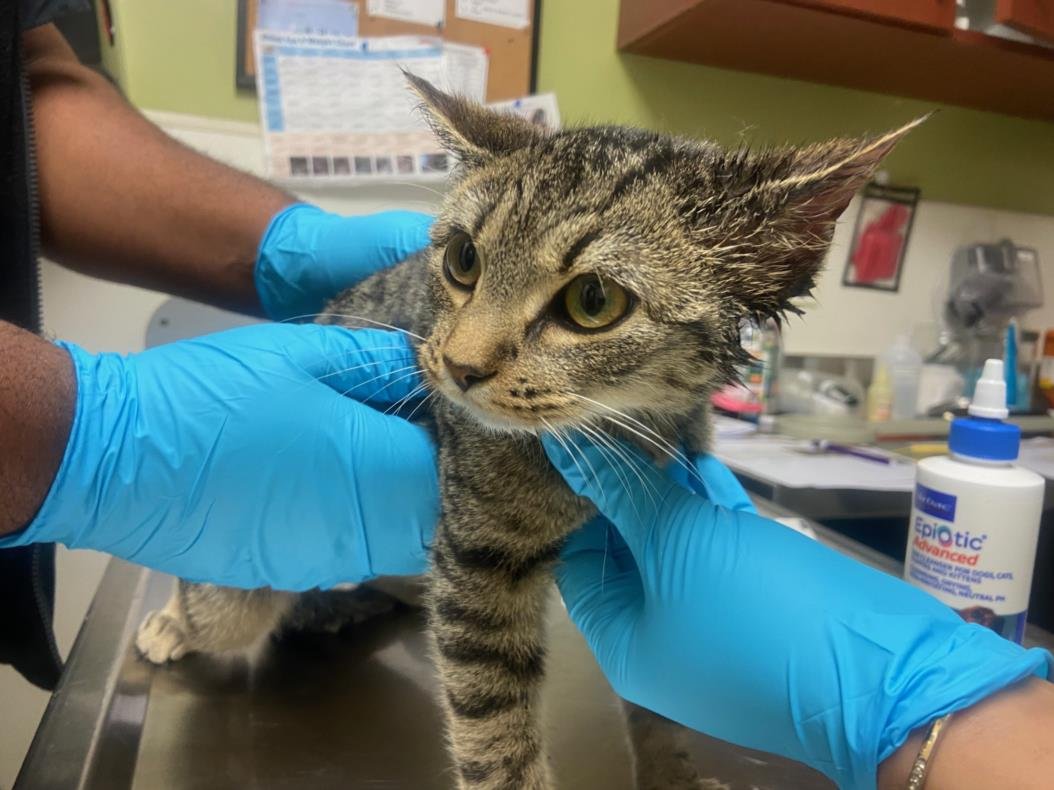 BLUEBERRY - Domestic Short Hair available for adoption