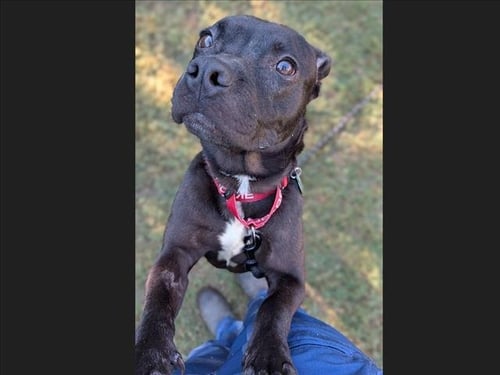 BOOGIE - Pit Bull Terrier available for adoption