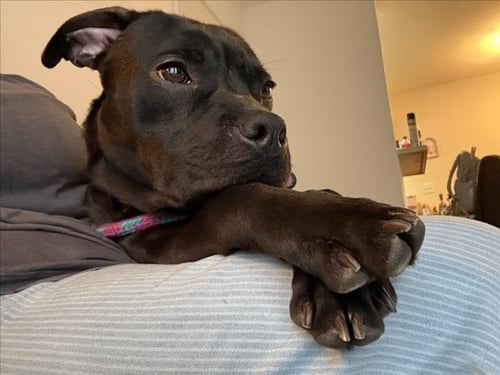 BOOGIE - Pit Bull Terrier available for adoption