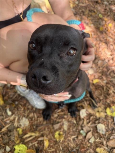 BOOGIE - Pit Bull Terrier available for adoption