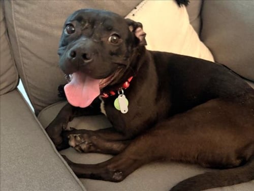 BOOGIE - Pit Bull Terrier available for adoption