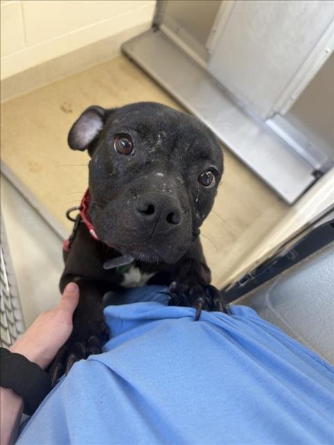 BOOGIE - Pit Bull Terrier available for adoption