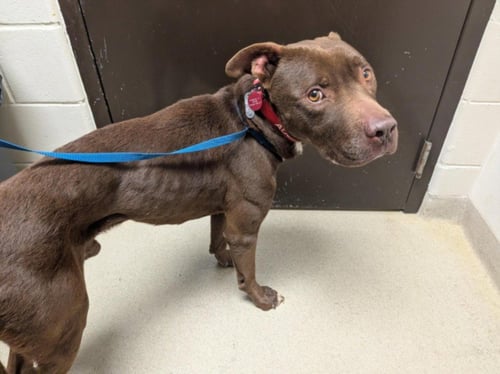CHOCOLATE - Pit Bull Terrier available for adoption