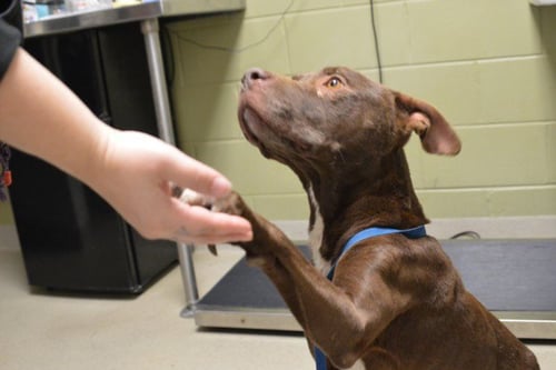 CHOCOLATE - Pit Bull Terrier available for adoption