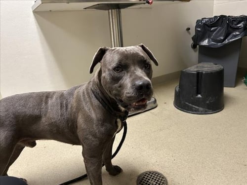 DRACO - Pit Bull Terrier available for adoption