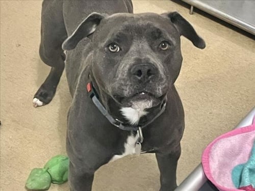 DRACO - Pit Bull Terrier available for adoption