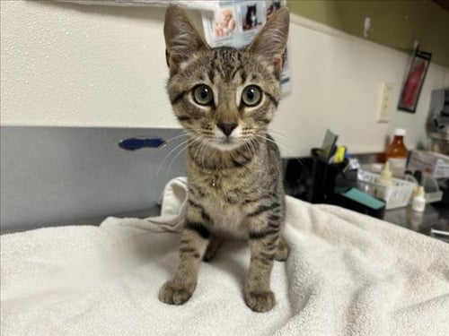 MICK - Domestic Short Hair available for adoption