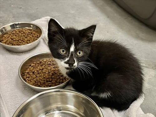 CROOKSHANKS - Domestic Short Hair available for adoption