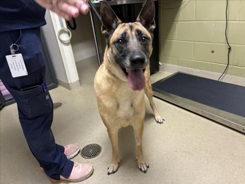KEVIN - German Shepherd Dog available for adoption