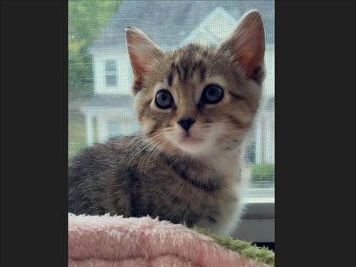 ARYA - Domestic Short Hair available for adoption