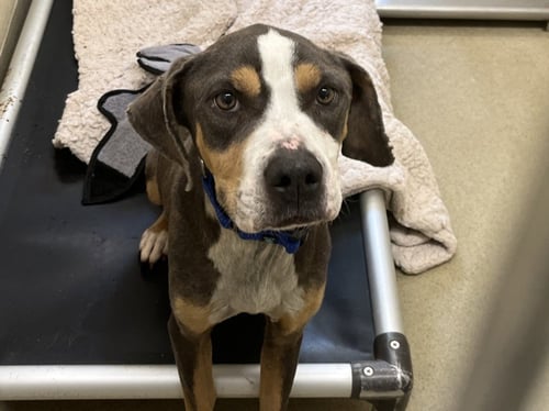 PIXIE STIX** - Boxer available for adoption