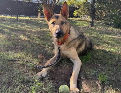 HEIDI - German Shepherd Dog available for adoption
