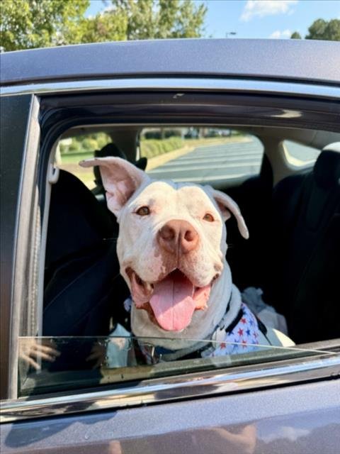 DRAKE - Pit Bull Terrier available for adoption