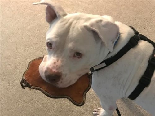 DRAKE - Pit Bull Terrier for adoption in Durham