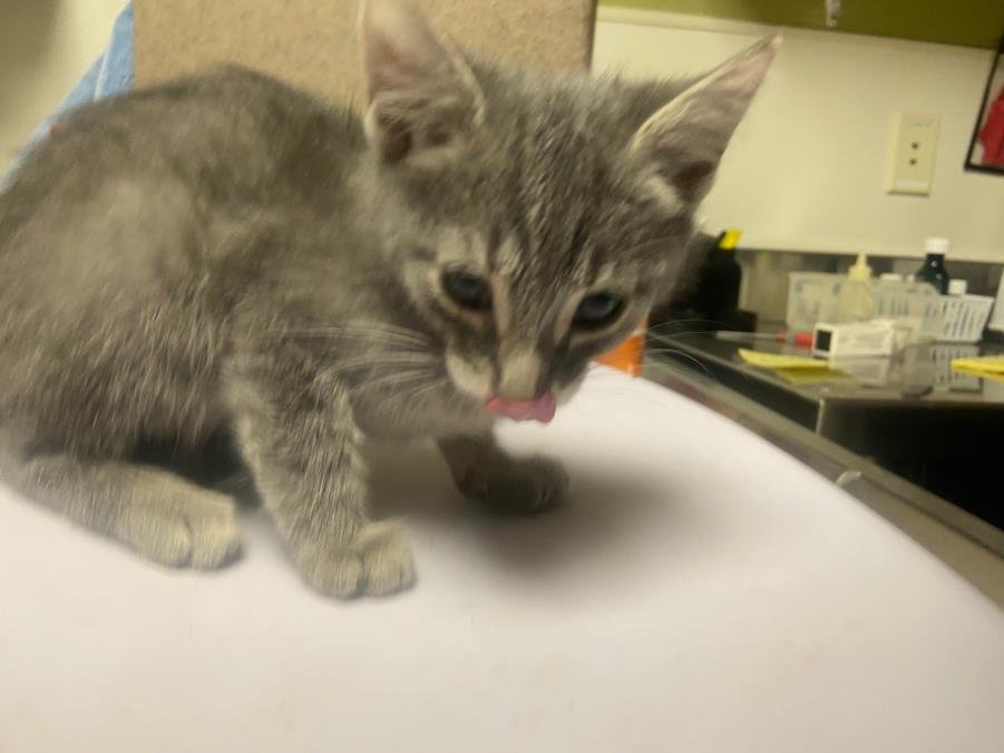 BLACKBERRY - Domestic Short Hair available for adoption