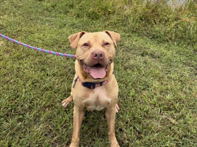 CHESTER - Pit Bull Terrier available for adoption