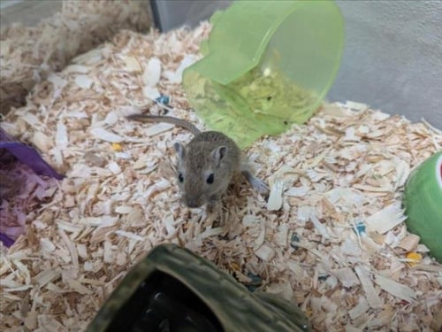 IOTA - Gerbil available for adoption
