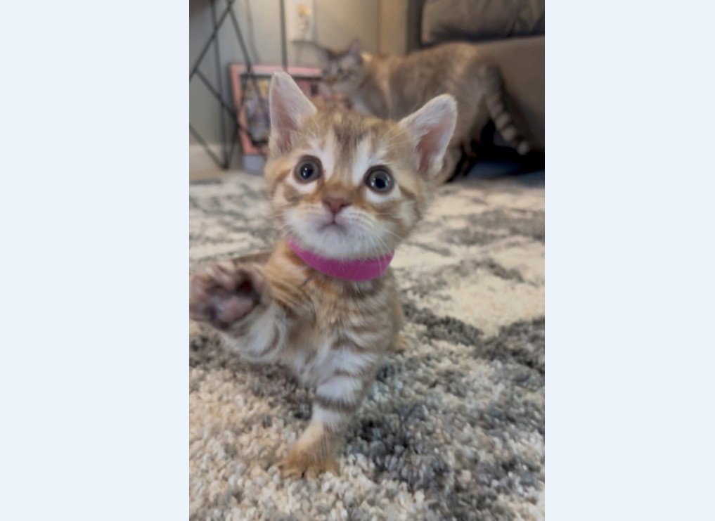 SASHA Image