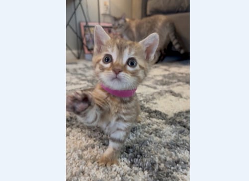 SASHA - Domestic Short Hair available for adoption
