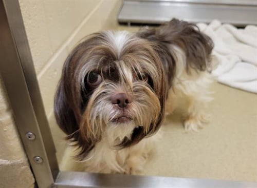 ACE - Shih Tzu available for adoption