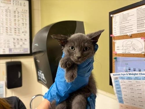 TOLKIEN - Domestic Short Hair available for adoption