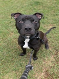 ONYX - Photo 1