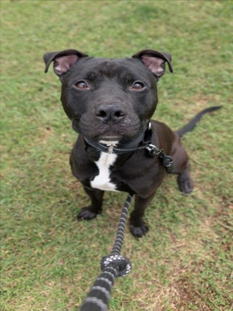 ONYX - Labrador Retriever available for adoption